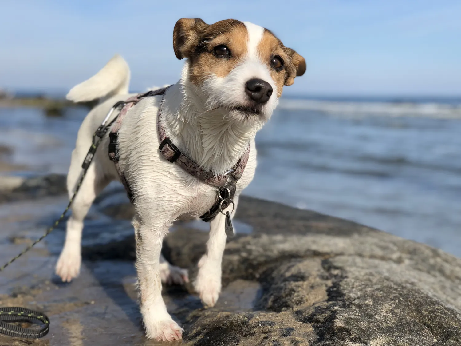 Camping Ostsee mit Hund: Die besten Campingplätze