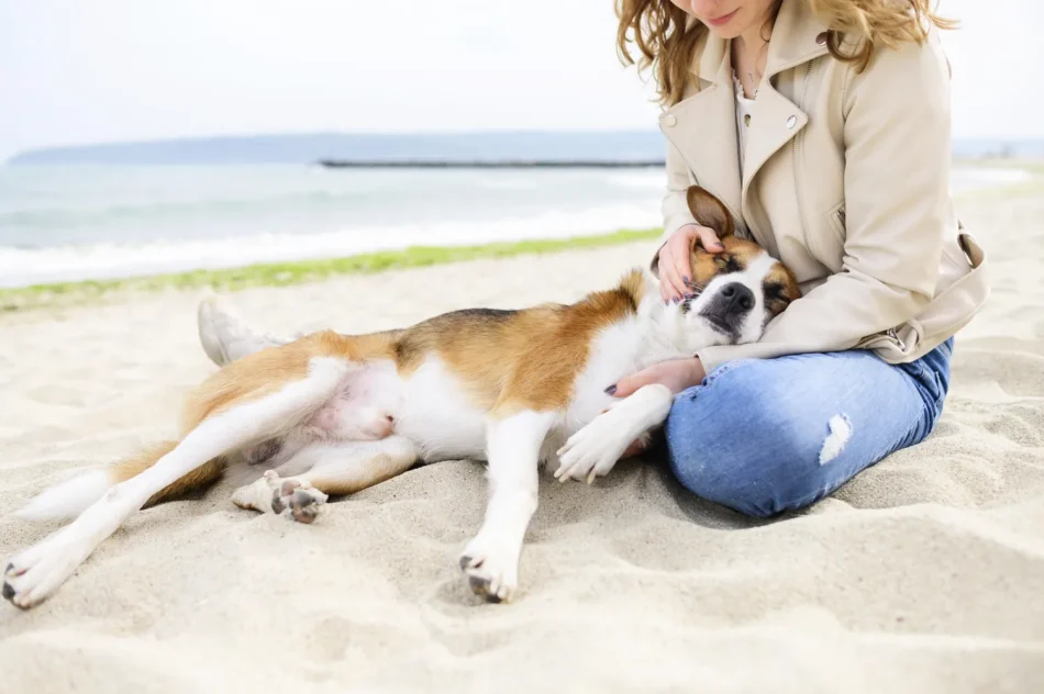 Ferienhäuser & Ferienwohnungen an der Ostsee mit Hund – Urlaub mit Hund