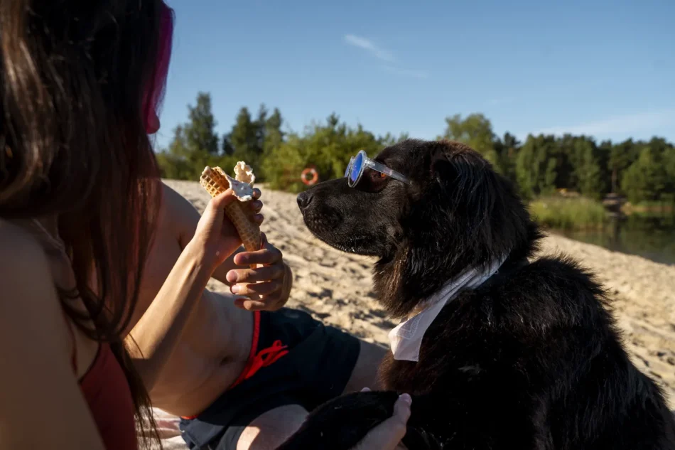 Ferienwohnungen & Ferienhäuser an der Ostsee mit Hund – Urlaub planen!