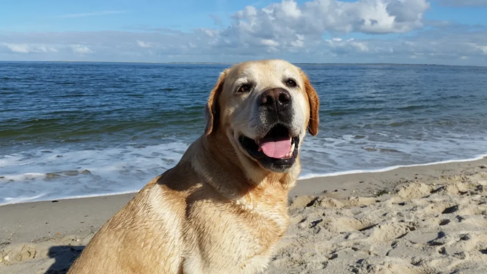 Urlaub mit Hund an der Ostsee: Die besten Hotels für Ihren Hund