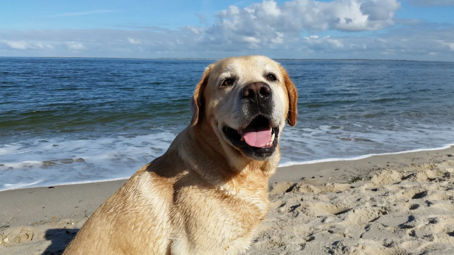 Urlaub mit Hund an der Ostsee: Die besten Hotels für Ihren Hund