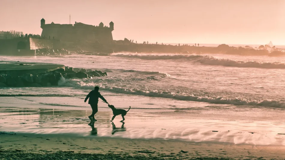 Urlaub mit Hund an der Ostsee: Die besten hundefreundlichen Hotels